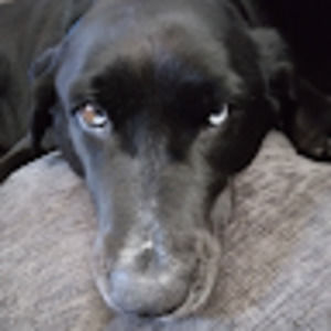 Meet your Posher, Alexander